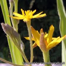 Image result for Hypoxis hemerocallidea