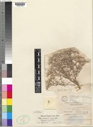 Image result for Polycarpaea eriantha