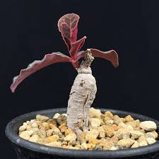 Image result for Monadenium pseudoracemosum