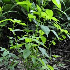 Image result for Acalypha fimbriata