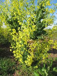 A brussels sprout recipe for people who think they might not like them. Brusselsprouts Harvest Workers Co Op