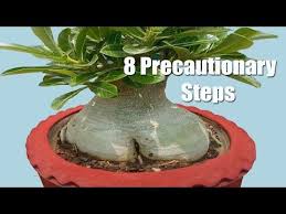 Pin On Desert Rose