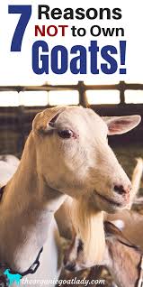 7 Reasons Not To Own Goats The Organic Goat Lady Goats Raising Goats Pygmy Goat