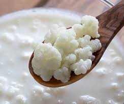 Insomma qualsiasi tipo di latte può andare, cambieranno consistenza e sapore del kefir ottenuto, sperimentate per produrre quello che più vi piace. Kefir Proprieta Nutrizionali Ruolo Nella Dieta E Come Si Mangia