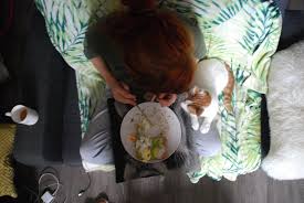 Durfen Katzen Avocado Essen Oder Sind Sie Giftig Alle Infos