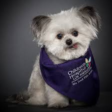 Meet Norbert The Tiniest Therapy Dog Therapy Dogs Therapy Animals Pet People