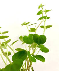 Aug 04, 2020 · with heart shaped leaves on twining vines, morning glory blooms with trumpet shaped flowers in purple, pink, blue, red, or white, opening up in the morning sun. Peperomia Serpens Is A Cute Little Plant Adorned With Heart Shaped Leaves Ive Found This Plant To Be Low Maintenance And Very Re Peperomia Plants House Plants