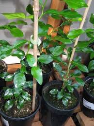 There are 142 thai lime tree for sale on etsy, and they. Makrut Kaffir Lime Tree Thai Lime Plant For Sale In Beaverton Oregon Classified Americanlisted Com