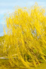 Image result for Salix babylonica