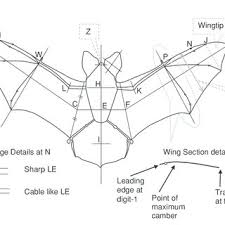 Check spelling or type a new query. Pdf Bat Wing Airfoil And Planform Structures Relating To Aerodynamic Cleanliness