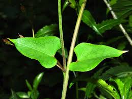 Image result for Riocreuxia