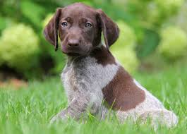 History it is assumed that the german shorthaired pointer was developed in germany during the 1800s, specifically as a hunting dog. German Shorthair Puppies For Sale Petswall