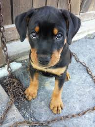 Rottweiler Black And Brown Puppy Pin By Savannah Brooks On Rottweilers Baby Rottweiler Rottweiler Puppies