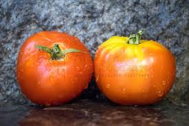 Hâtive:55 à 65 joursproductivité : Scotia Tomate Vertiloom