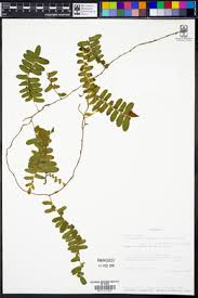 Image result for Arthropteris palisotii