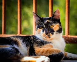Out of 10,000 male calico cats Fact Need To Know About The Male Calico Cat Petvblog
