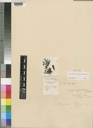 Image result for Pyrostria phyllanthoidea