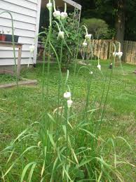 When we talk about how to grow garlic then you can use only a clove of its bulb and sow into the ground and it will easily convert into a grown plant. How Does Garlic Grow Mike S Backyard Nursery