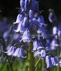 Image result for Blotiella sinuata