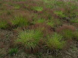 Image result for Agrostis quinqueseta