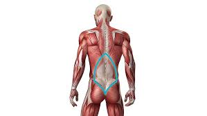 Since the all the back muscles originate in embryo (fetus) form by origin: 5 Best Lower Back Exercises Workout The Trend Spotter