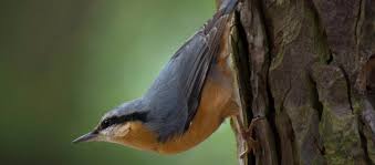 Schreiten sie nur ein, wenn sie sicher sind, dass sich der. Liste Mit Brutzeiten Aller Vogel Und Weitere Infos Kamera Im Vogelhaus