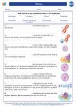 This worksheet will help to remind you that. Mitosis High School Biology Worksheets And Answer Keys Vocabulary Sets