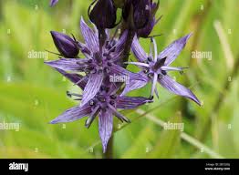 Image result for Swertia