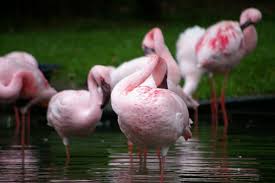 Flamingo garden statue in pink with 9 reviews. Free Photo Pink Flamengos Africa Leg Water Free Download Jooinn