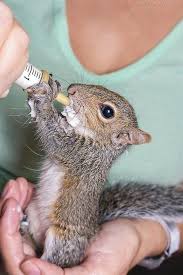 17 Endearing Images Of Animals Eating Food And Loving It Animals Beautiful Animals Images Baby Animals Funny