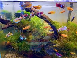 Live Betta Fish Dumbo Female For Sorority Tank Or Breeding In 2020 Betta Fish Betta Betta Fish Tank