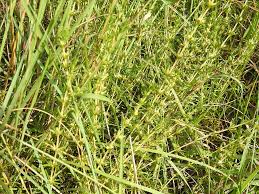 Image result for Anthospermum