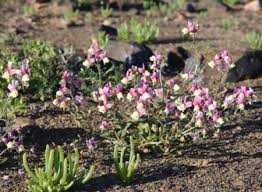 Image result for Nemesia zimbabwensis