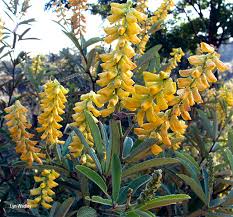 Image result for Eriosema psoraleoides