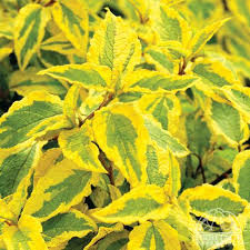 Image result for Cissus guerkeana