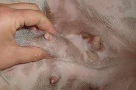 Difficulty in breathing can be a sign,. Breast Cancer In Dogs And Cats Prevention And Treatment Health Magazine