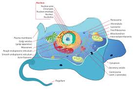 There are 13 main parts of an animal cell: File Animal Cell Structure En Svg Wikimedia Commons