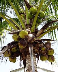 Image result for Cocos nucifera