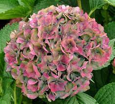 Pin By Martha Alvarez On Love Me Love Me Not Flowers Green Hydrangea Beautiful Flowers Beautiful Hydrangeas