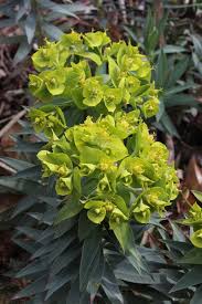 Image result for Euphorbia williamsonii