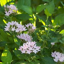 Image result for Pentas schumanniana