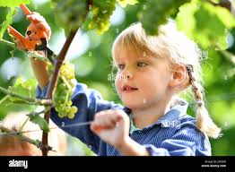 Duttweiler hi-res stock photography and images