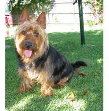 4 seater round dining table australian terrier breeders. Registered Australian Terrier Dog Breeders Australia