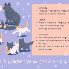 Behavioral changes to expect in a senior cat. Mating And Conception In Cats