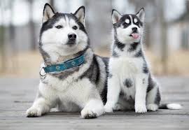 Both breeds of dogs are meant to pull sleds or anyway, in the movie, the dogs were named nana, she was the collie and then there was demon and dutchess, mack and diesel, scooper, yodel. 121 Husky Names Choose The Perfect Name For Your Husky All Things Dogs All Things Dogs