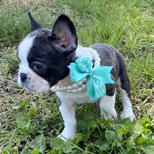 1,026 likes · 12 talking about this. Cheap French Bulldog For Sale In Usa Canada Australia Eu Near Me