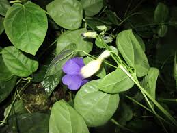 Image result for Thunbergia battiscombei