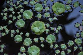 Aquarium plants are flora that thrives in fully aquatic enclosures. Top Floating Aquarium Plants Pethelpful