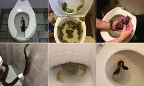 If you do come here, and go out to the bush areas where snakes might habitate, do what i do … ask you travel companions to walk ahead of you. Snakes In The Toilet People Share The Shocking Finds That May Put You Off Using The Toilet Daily Mail Online