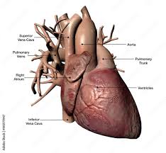 Check spelling or type a new query. Human Heart With Coronary Arteries And Veins Labeled Stock Photo Adobe Stock